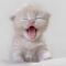 andreandreea123
