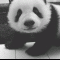 PandaBear0