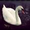 Swan39